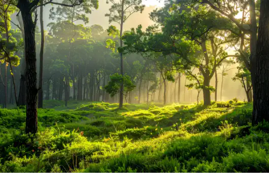 次世代画像フォーマットWebPで圧縮した、光が差し込む緑豊かな森林の風景画像。